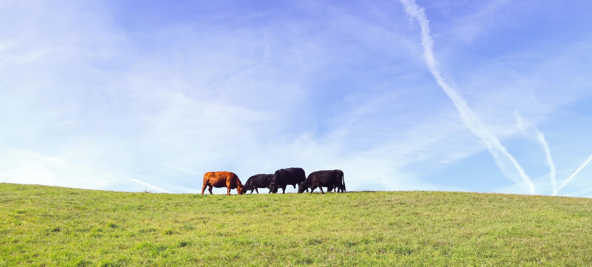 Allevamento Aberdeen Angus