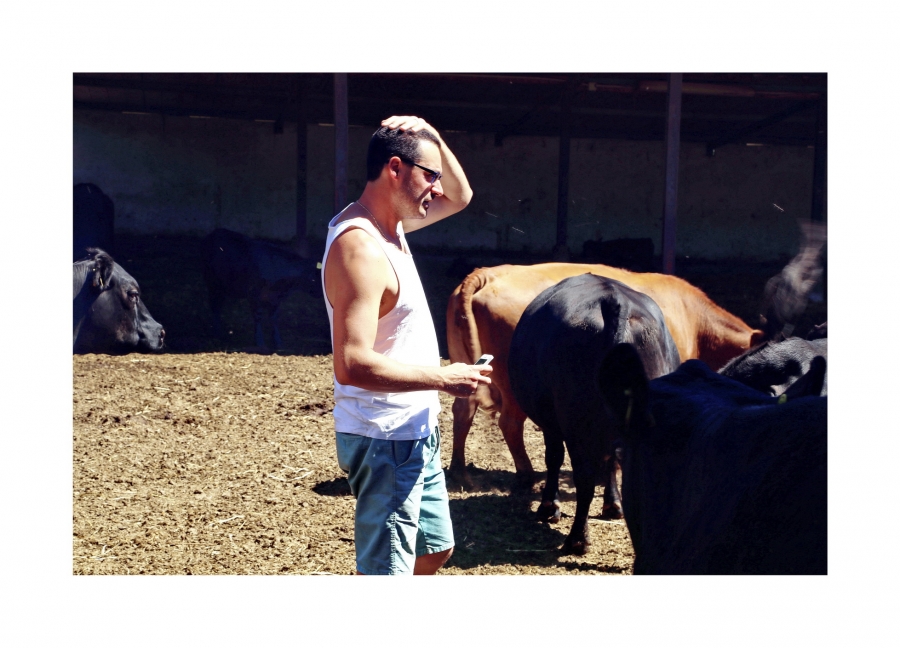 Troppo belle queste Angus Bio, scelta difficile 
