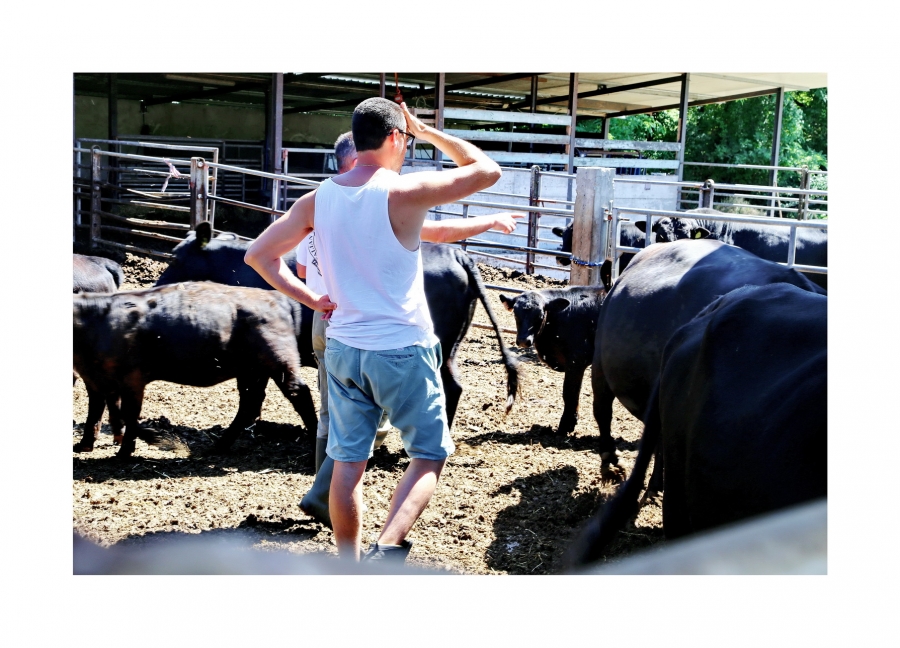 In cerca del meglio per allargare la nostra mandria TOROFARM