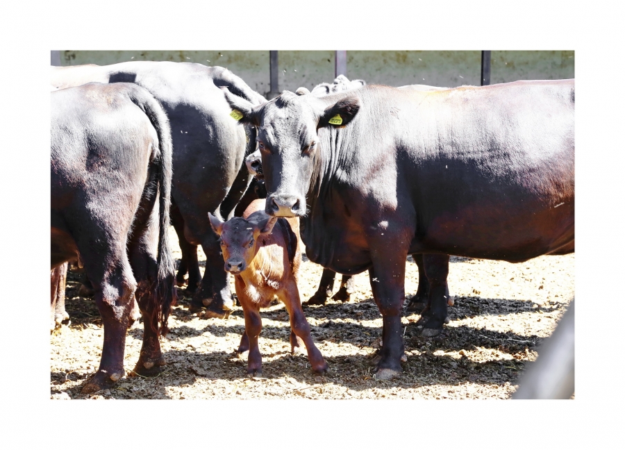 100% Angus Bio selezione premium Torofarm da tutta Europa